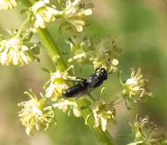Hylaeus signatus