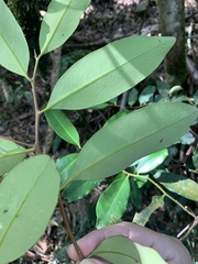 Diospyros australis