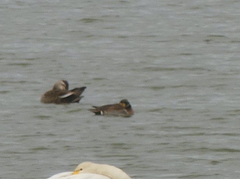 Sibirionetta formosa