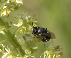 Hylaeus signatus