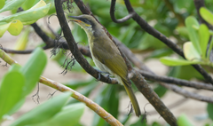 Gavicalis versicolor
