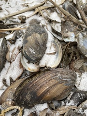Unio pictorum
