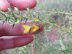 Ulex parviflorus