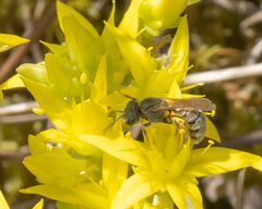 Halictus pollinosus