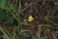 Senecio madagascariensis