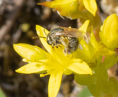Halictus pollinosus