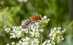 Colletes similis