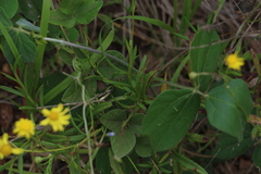 Senecio madagascariensis