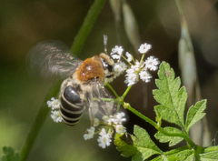 Colletes similis