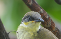 Gavicalis versicolor