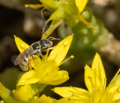 Nomioides minutissimus