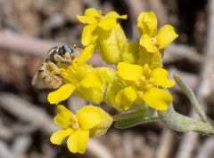 Nomioides minutissimus