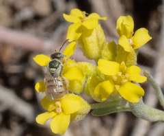 Nomioides minutissimus