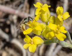 Nomioides minutissimus