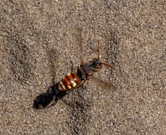 Nomada alboguttata