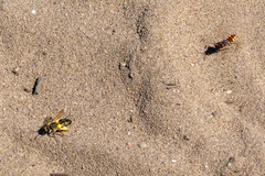 Andrena barbilabris
