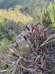 Epidendrum secundum