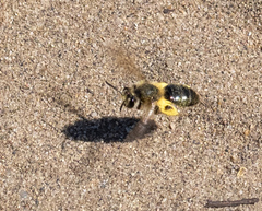 Andrena barbilabris