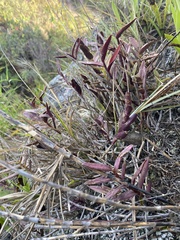 Epidendrum secundum