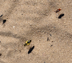 Andrena barbilabris