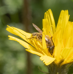 Andrena flavipes