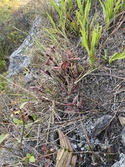 Epidendrum secundum