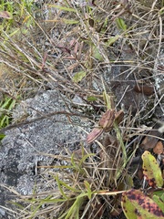 Epidendrum secundum