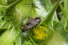 Calocoris nemoralis