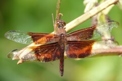 Camacinia gigantea