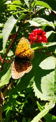 Boloria selene
