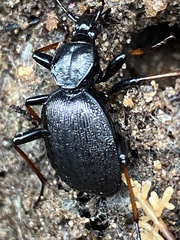Cychrus attenuatus
