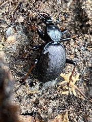 Cychrus attenuatus