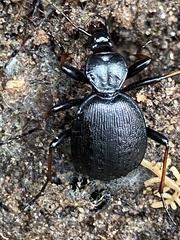 Cychrus attenuatus