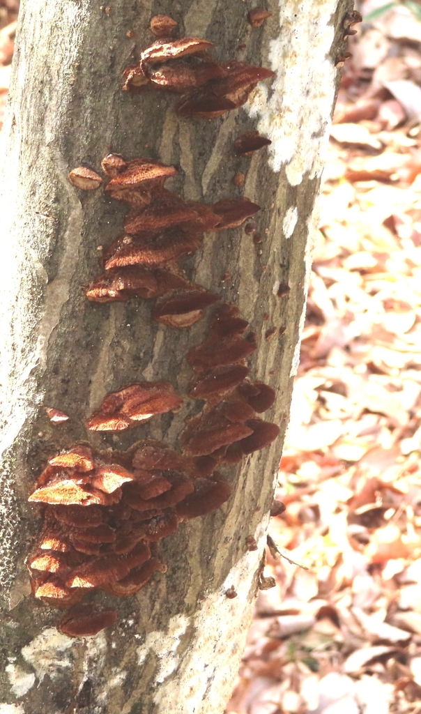Fuscoporia gilva · January 2023 · photo: © mami_t_t (iNaturalist, cc-by)