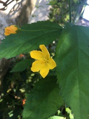 Pavonia sepium