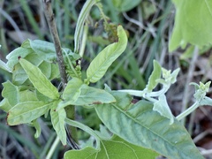 Mikania cordifolia