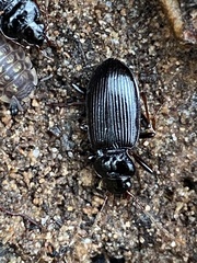 Nebria
