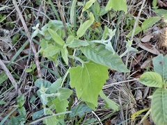 Mikania cordifolia