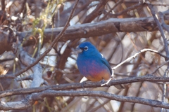 Passerina rositae