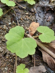 Hydrocotyle nepalensis