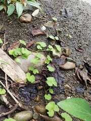 Hydrocotyle nepalensis