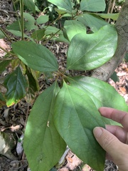 Neolitsea dealbata