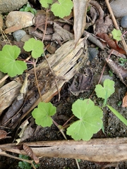 Hydrocotyle nepalensis