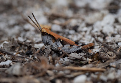 Phaulacridium vittatum