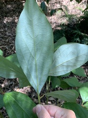 Neolitsea dealbata
