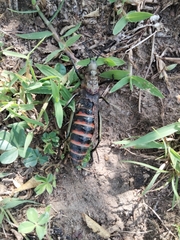 Dictyophorus griseus