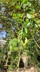 Pithecellobium dulce
