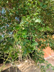 Pithecellobium dulce