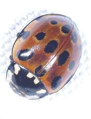 Anatis ocellata