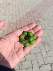 Pithecellobium dulce